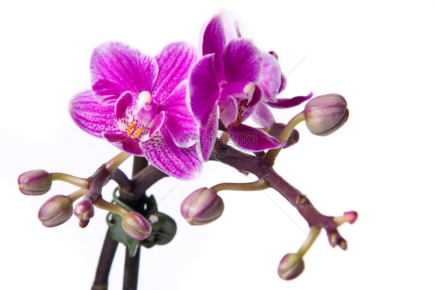 粉红兰花白色植物学植物群植物热带兰花花园粉色花瓣图片