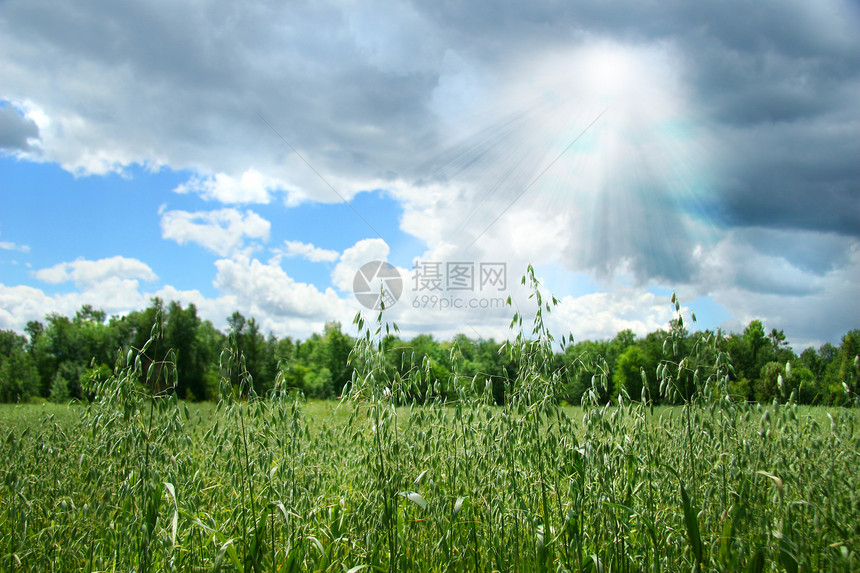 田间夏季种植的谷物耳朵大麦植物国家生长农田收成稻草食物烘烤图片