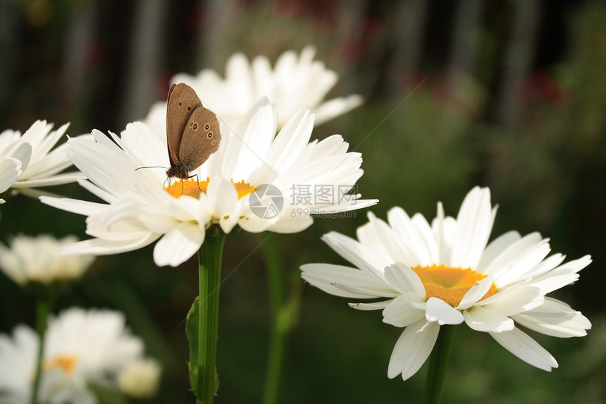 花蝴蝶在雏菊上图片