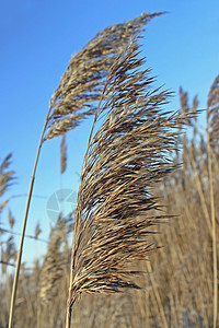 青草蓝的天空植被农田农场金子收获收成蓝色生长植物谷物背景图片