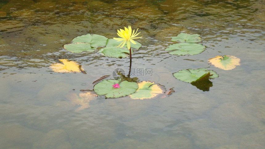 水百里阳光蓝色池塘百合公园场景花瓣植物花园生长图片