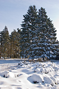 冬季旅游公园冰杉旅行背景图片