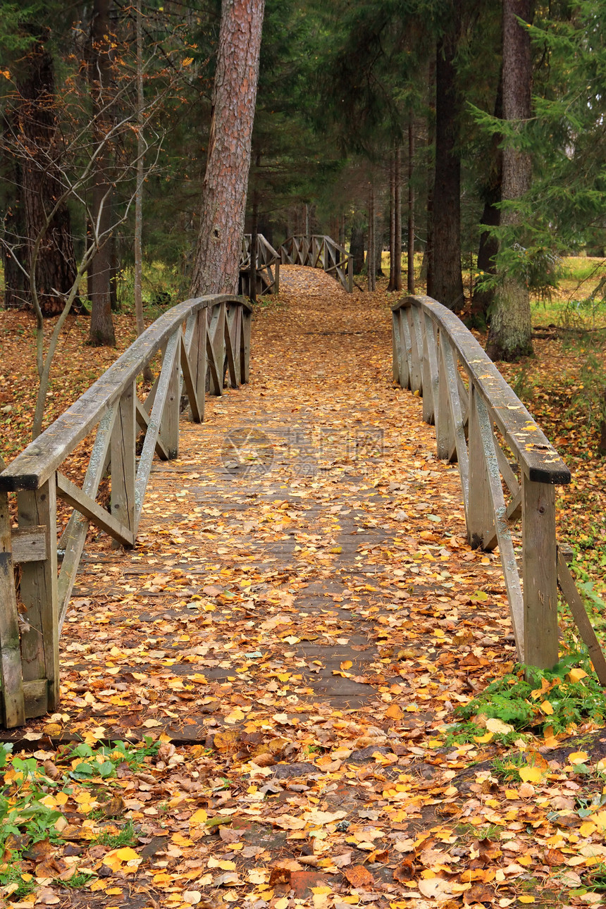 秋森林中的木林桥图片
