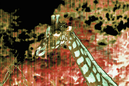吉拉菲树木斑点动物园绿色红色动物插图墙纸背景图片