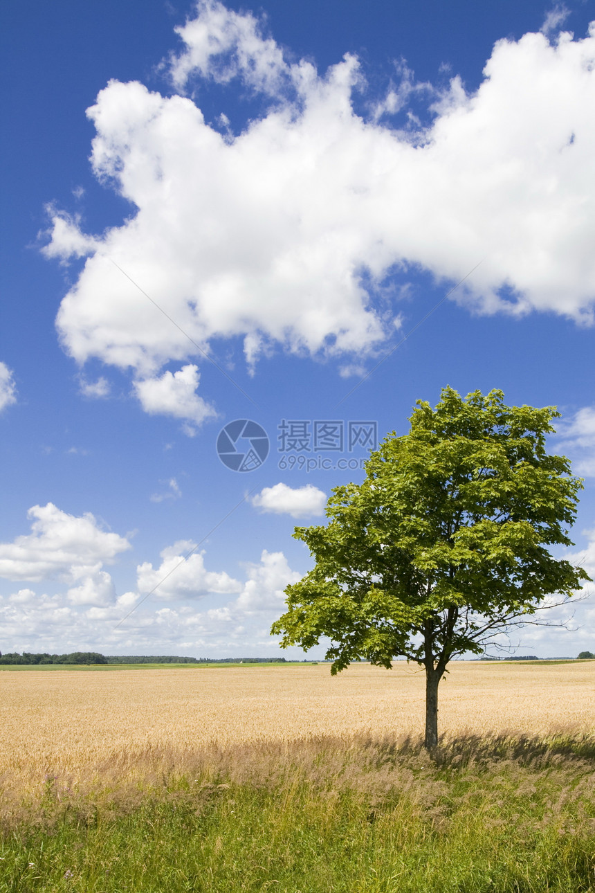 孤独的树天空乡村植物黄色小麦稻草场地生长国家蓝色图片