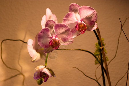 巴兰科阴阳性热带植物礼物叶子美丽植物学花园异国兰花情调背景