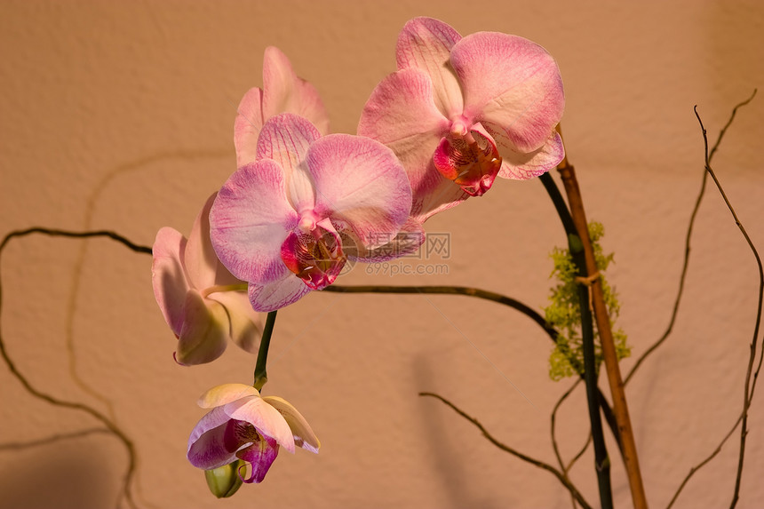 阴阳性礼物植物热带兰花美丽叶子异国花瓣粉色花园图片