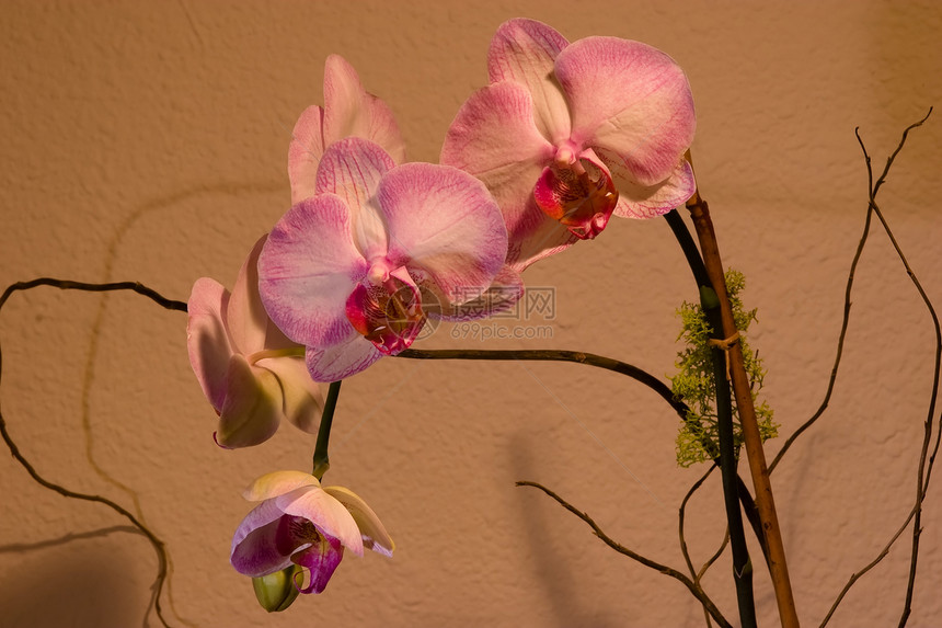 阴阳性异国花园美丽植物学兰花热带植物情调礼物粉色图片