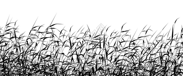 高美湿地Reed 前景色元素插图树叶湿地沼泽植被黑色设计植物叶子插画