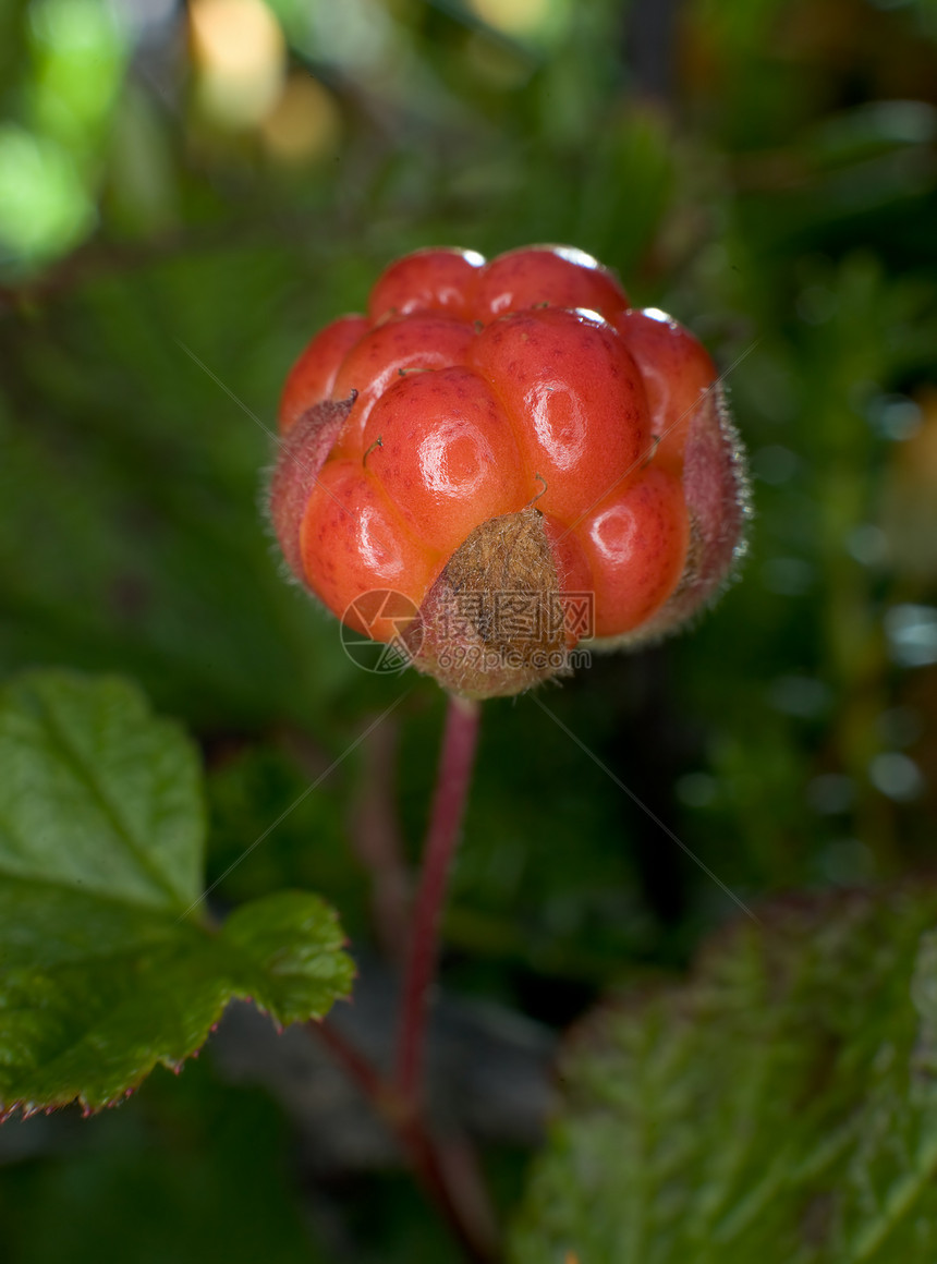 云莓浆果食物野生动物衬套森林叶子橙子采摘宏观水果图片