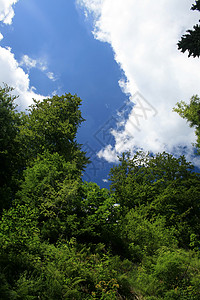 蓝蓝天空和树木背景图片