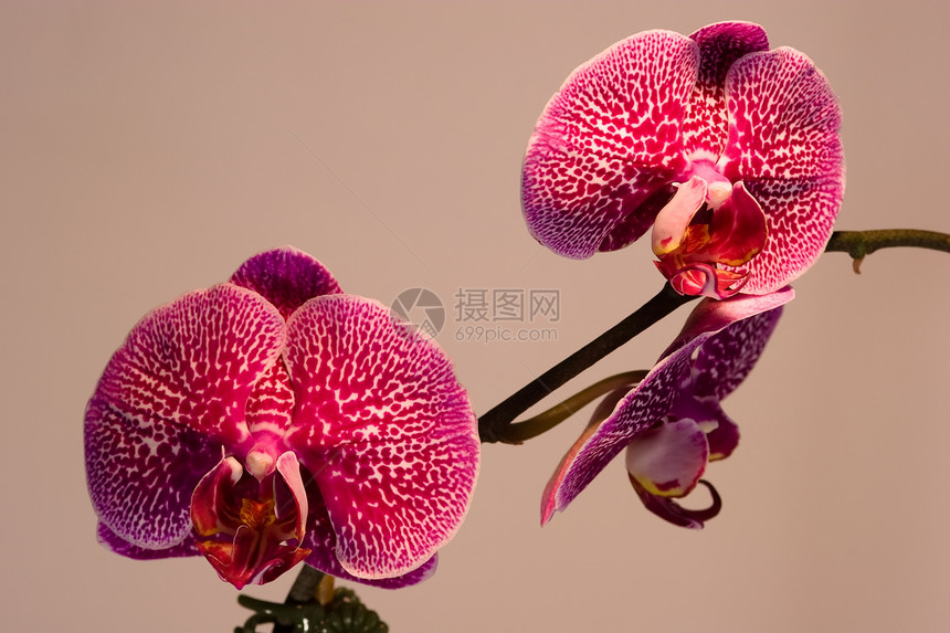 阴阳性植物兰花花园植物群热带情调美丽异国花瓣礼物图片