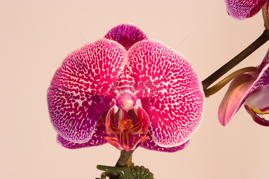 阴阳性花瓣热带花园植物群美丽兰花礼物植物情调异国图片