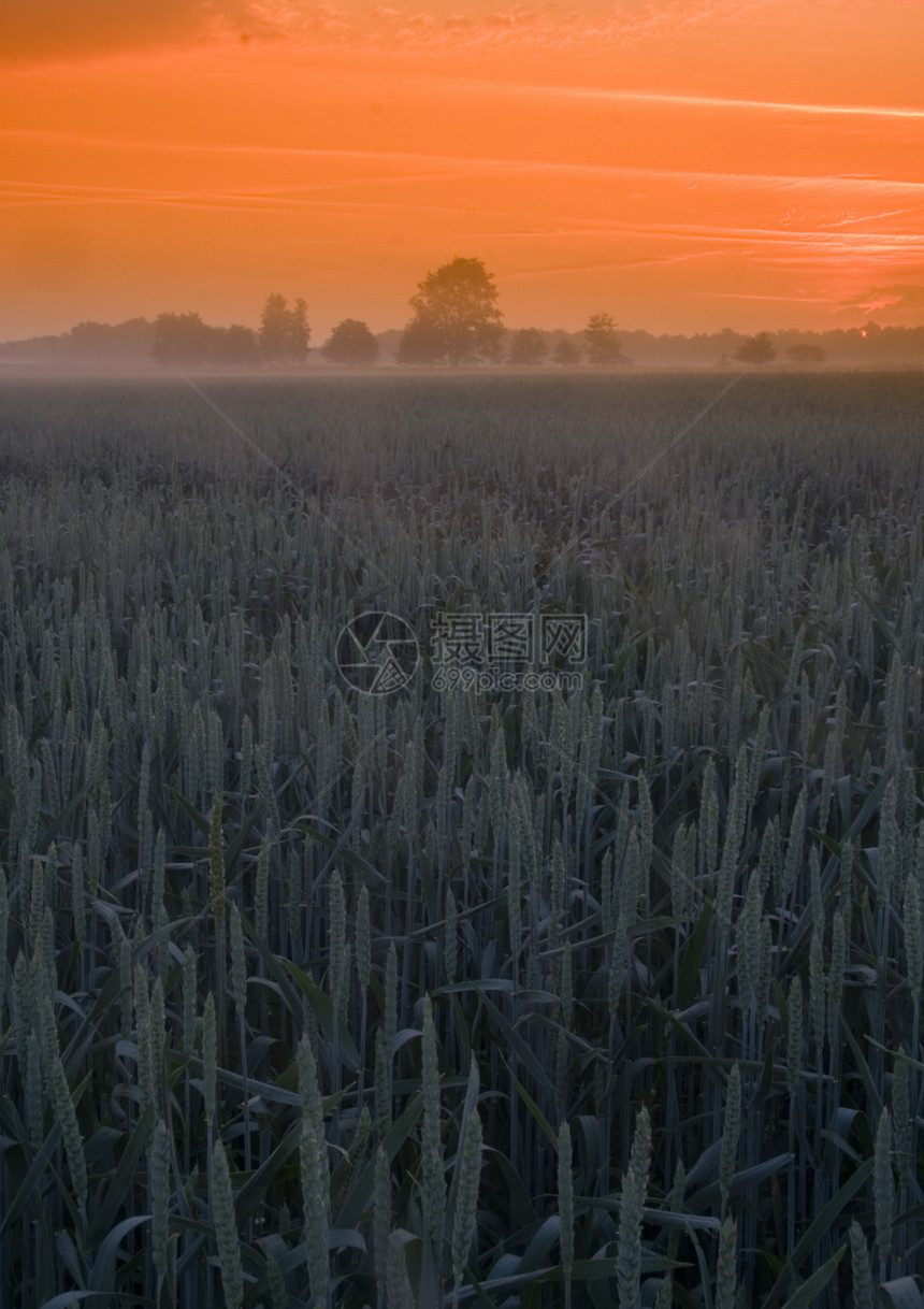 日出绿小麦紫色场景太阳文化季节田园农场园景玉米风景图片