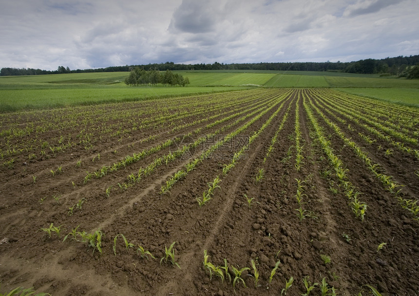 波兰南部的绿色玉米土地场地场景爆胎风光地平线阴影季节云景风景图片