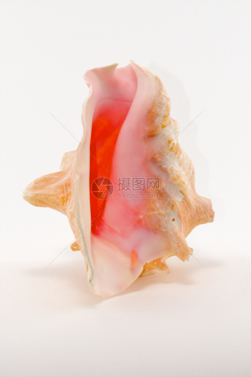 海螺壳生活白色贝壳螺旋海洋高调热带图片