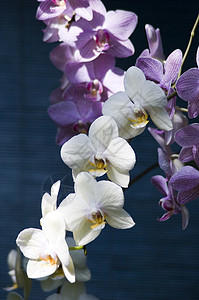 兰花花朵植被花瓣区系植物白色绿色紫色背景图片