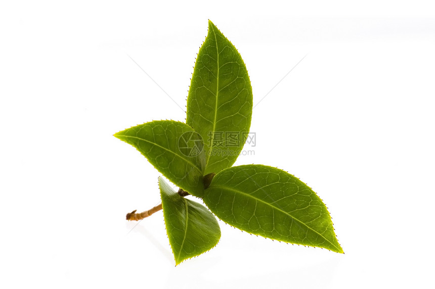 白色背景上孤立的新鲜茶叶分支香气叶子植物草本植物绿色香料宏观饮食特写烹饪图片