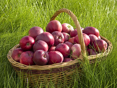 草地上一个小篮子里的苹果背景图片