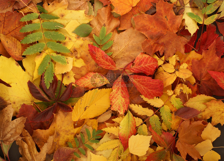 秋秋背景多彩土地植物群季节橙子紫色黄色森林地面叶子装饰品图片