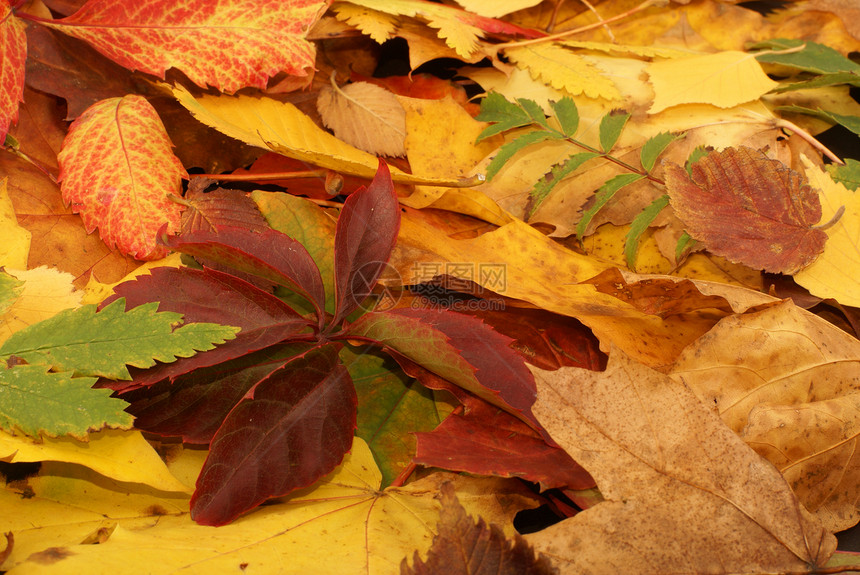秋秋背景多彩黄色植物森林植物群红色地面装饰品花园绿色橙子图片