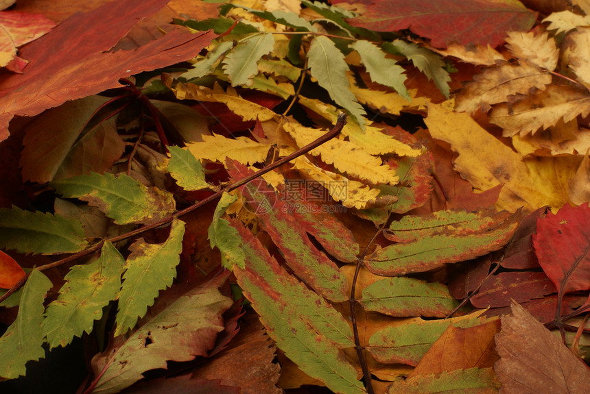 秋秋背景多彩叶子橙子季节绿色地面植物群金子紫色红色森林图片