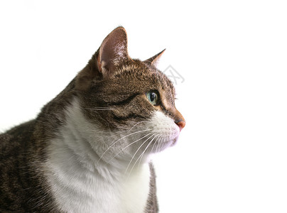 大肥猫动物眼睛黄色鼻子毛皮绿色灰色脖子耳朵黑色背景图片