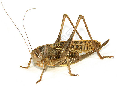 蝗虫宏观动物天线眼睛昆虫棕色白色背景图片