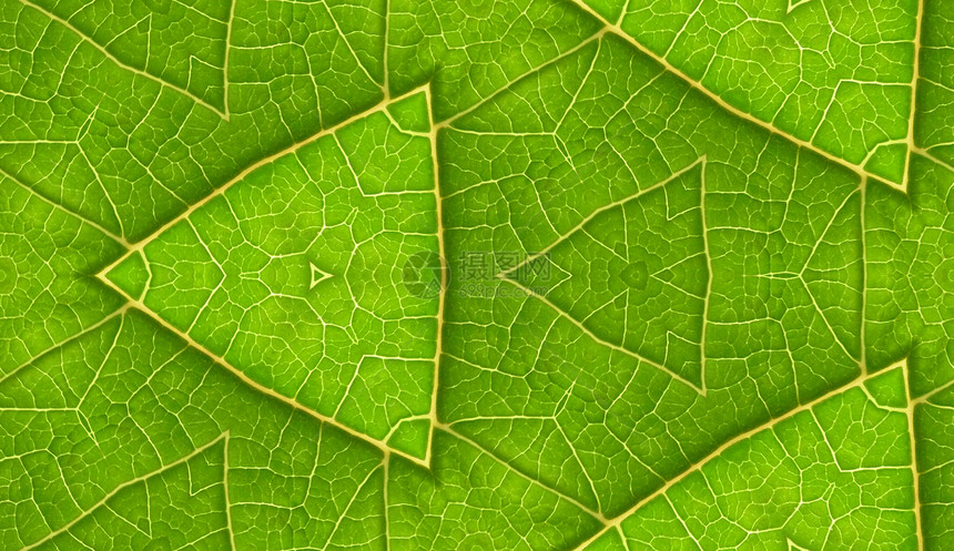 绿色叶片与无瓷砖背景的下边叶子宏观静脉植物群植被植物植物学底面乡村园艺图片