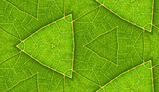 绿色叶片与无瓷砖背景的下边叶子宏观静脉植物群植被植物植物学底面乡村园艺背景图片