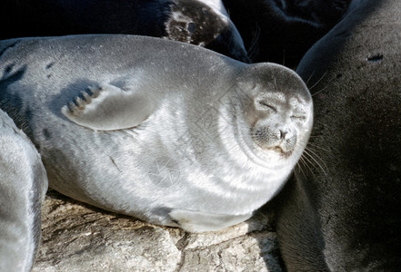 沉睡海豹贝加尔海豹高清图片
