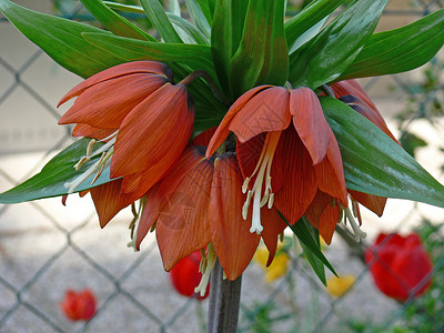 鲜花梦想太阳红色花园植物背景图片
