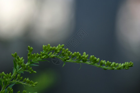 鲜花梦想花园太阳背景图片