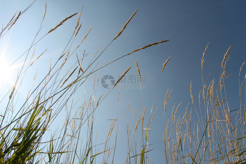 天空种子蓝色草地植物季节小麦太阳绿色图片