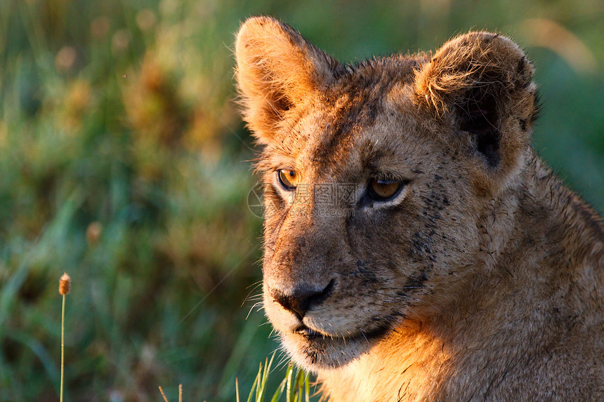 年轻的狮子狮子阳光荒野婴儿动物群动物园日出野生动物母狮捕食者公园图片