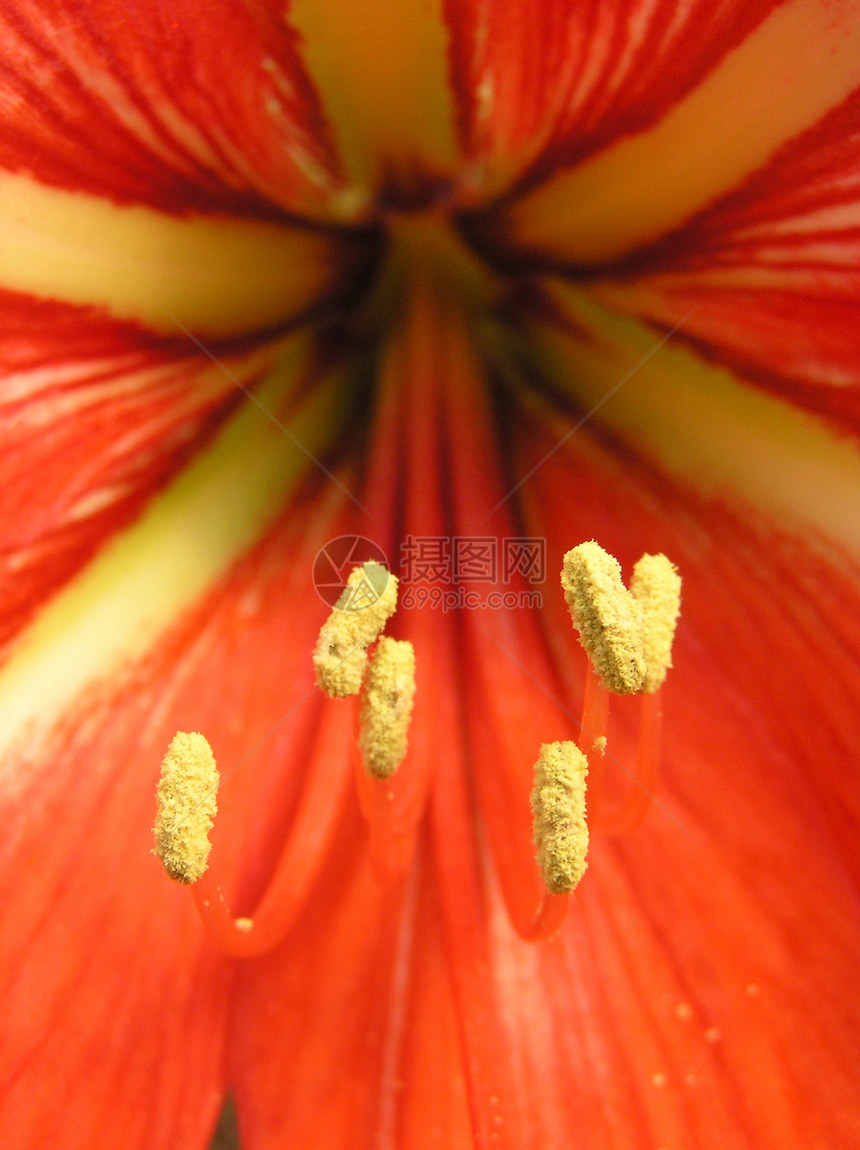 红百合特辑花瓣雌蕊植物红色黄色图片