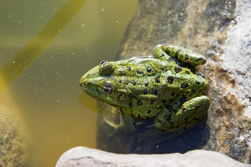 绿青蛙对水图片