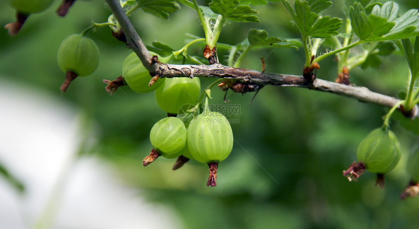 鹅莓浆果蔬菜花园绿色甜点水果叶子农业食物营养图片