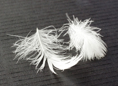 羽毛亮度白色背景图片