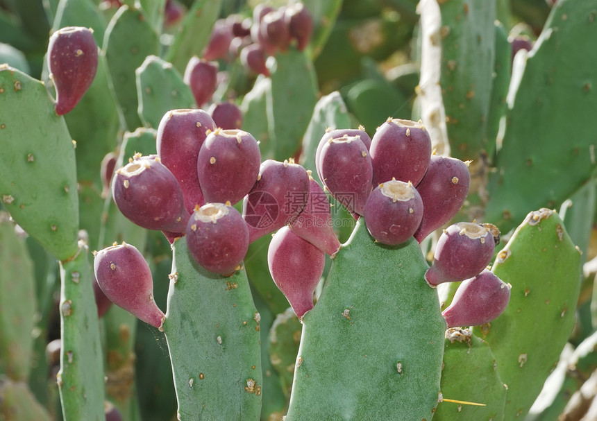 刺青梨脊柱肉质生活沙漠皮肤多刺宏观季节性植物花园图片