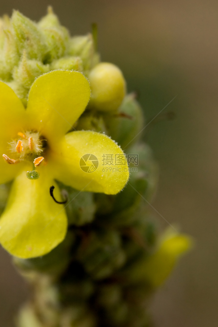 黄花宏宏观花瓣背景图片