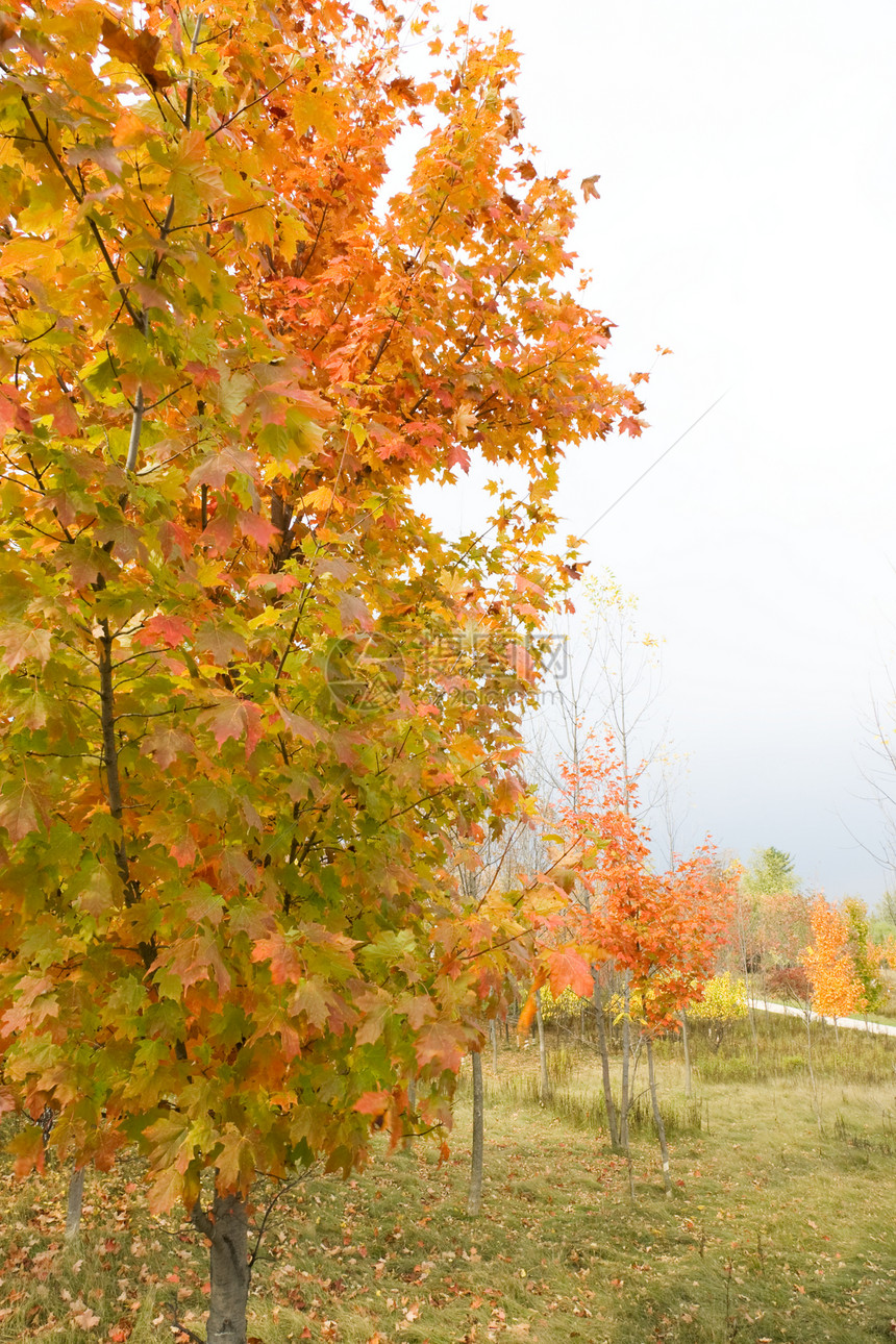 充满活力的秋叶树颜色和行走道路橙子照片国家环境叶子树叶季节风景树木城市图片