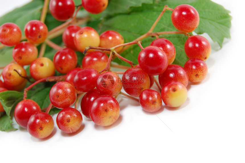 红莓果圆形白色灌木花瓶荒野衬套叶子生长红色图片