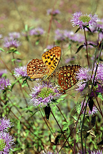 野花上的两只蝴蝶背景图片
