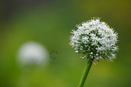 彩色洋葱蔬菜白色植物背景图片