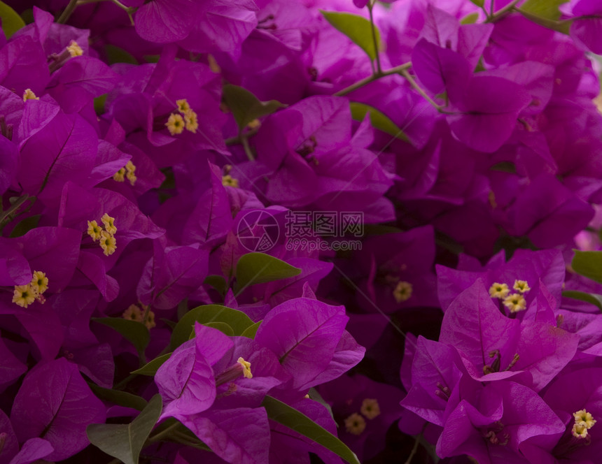 紫花本底花朵图片