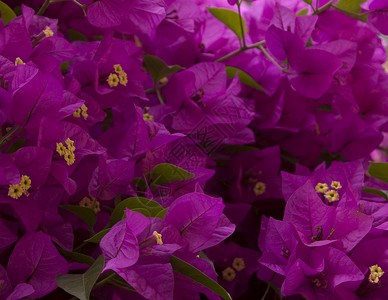 紫花本底花朵背景图片