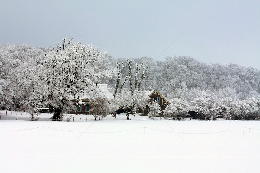在寒冷的冬季森林中的农场小路场地仙境橡木天空树木草地蓝色公园季节图片