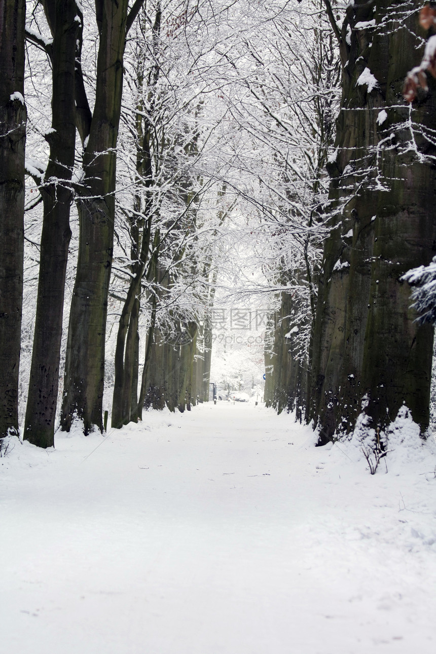 冬季的森林道路场地仙境孤独公园寒冷树木橡木天空薄片蓝色图片