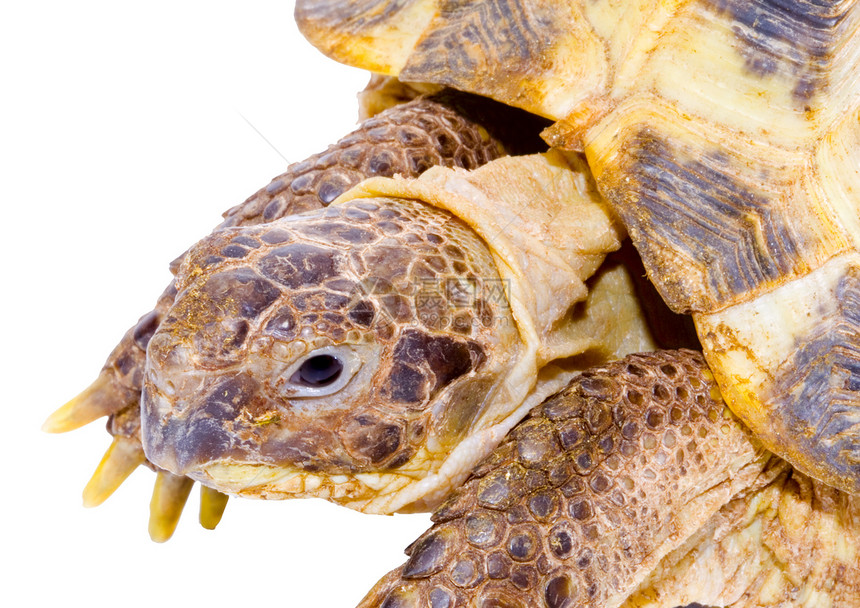 测试场野生动物爬行动物受保护爬虫动物乌龟生物眼睛图片